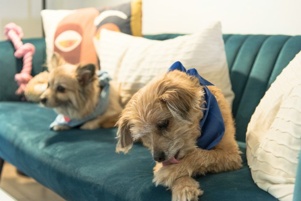 a couple of dogs lying on a couch
