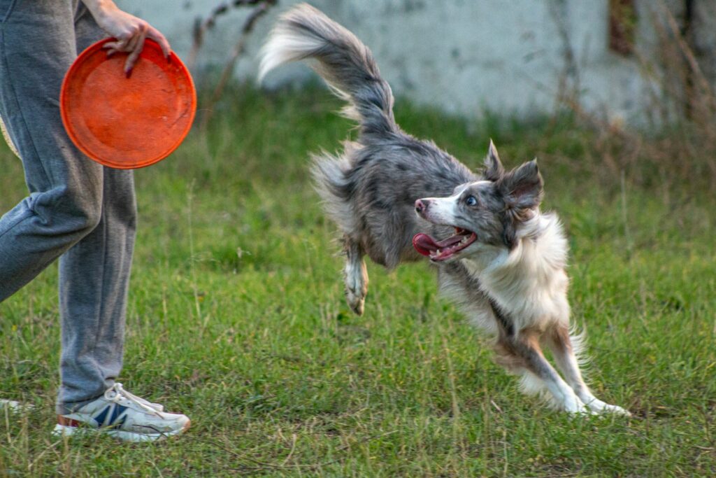 Dog jumping to catch frisbee thrown by person