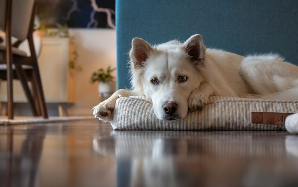 a white dog laying on a pillow on the floor