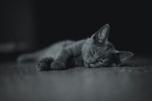 black cat lying on floor