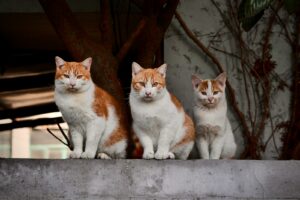 three orange and white cats sitting on a ledge