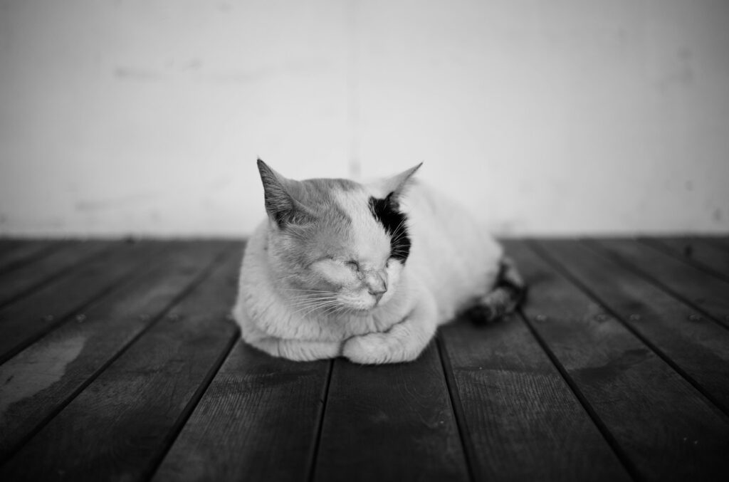 grayscale photo of cat lying on wooden floor