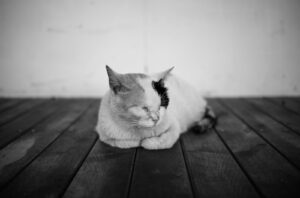 grayscale photo of cat lying on wooden floor