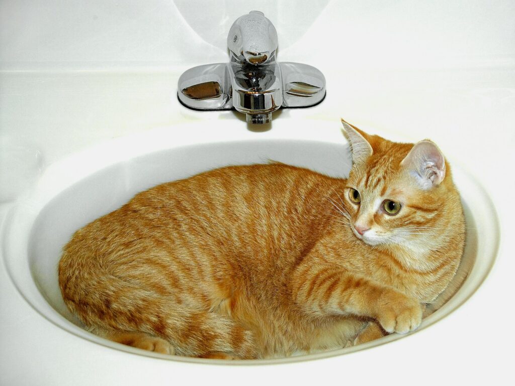 A cat comfortably relaxes in the sink.