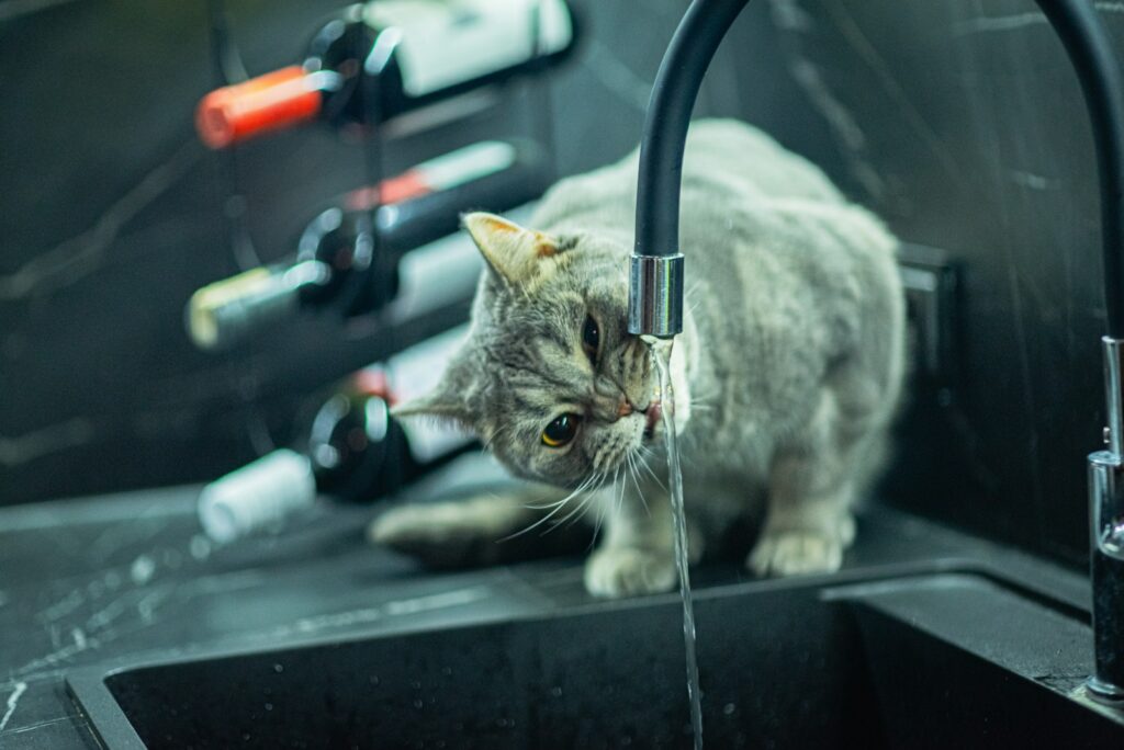 a cat drinking water from a kitchen sink