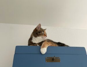 a cat lying on top of a blue box