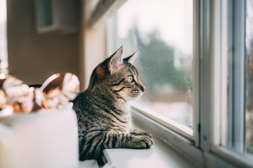 silver tabby cat on window