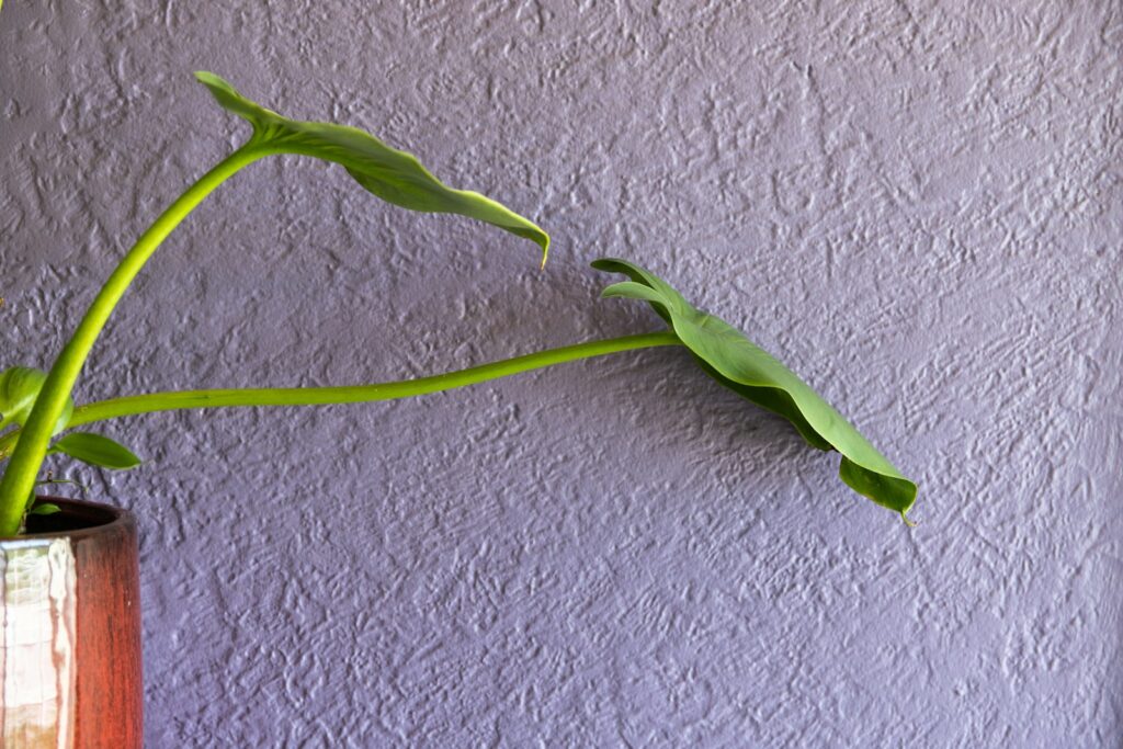 green plant on white wall