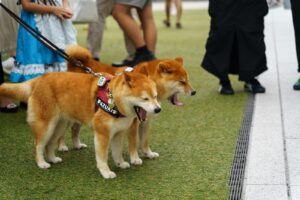 A couple of dogs that are on a leash
