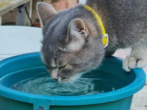 a cat drinking water out of a blue bowl